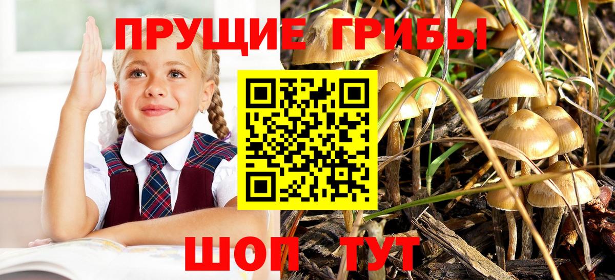 Ростов Великий  Галлюциногенные грибы Cubensis  Вход с VPN 